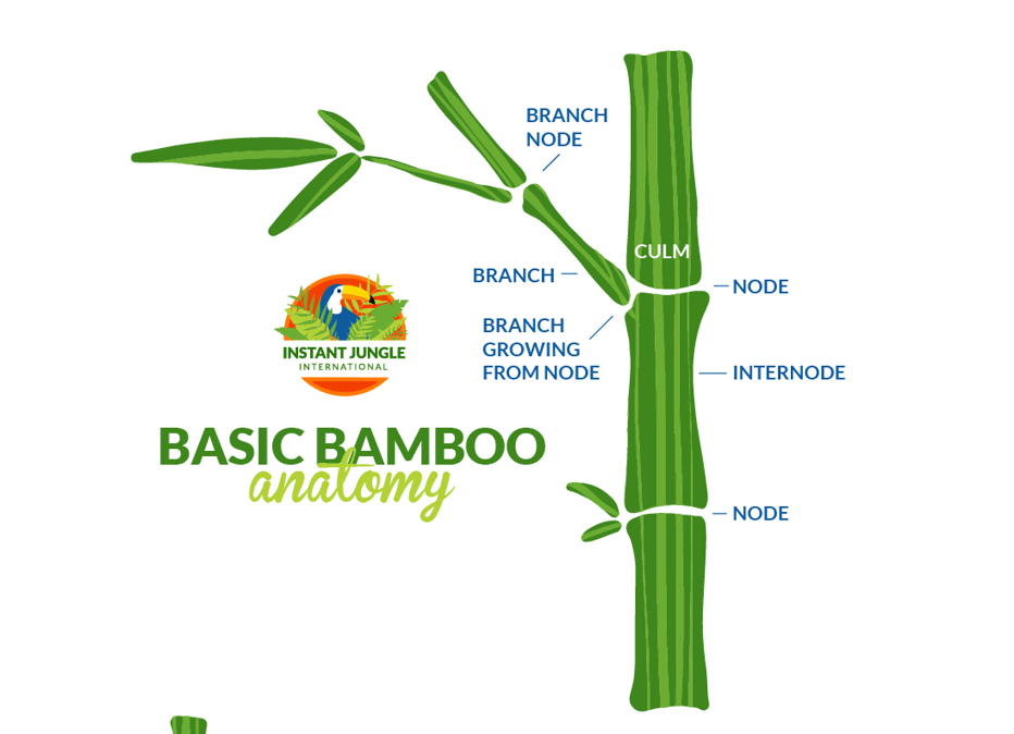Finding The Right Bamboo